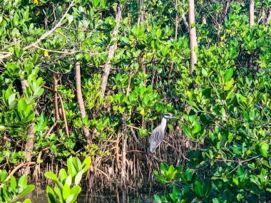 Florida 'nın mangrovlarında sarı tacı takan balıkçıl.