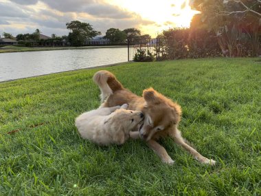 Golden Retriever köpeği ve annesi bahçede güreşiyor..