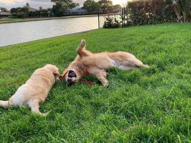 Golden Retriever köpeği ve annesi bahçede güreşiyor..