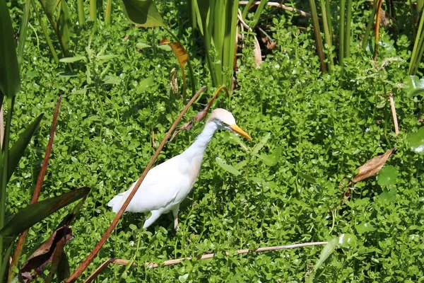 Angry white cattle egret in the swamp.