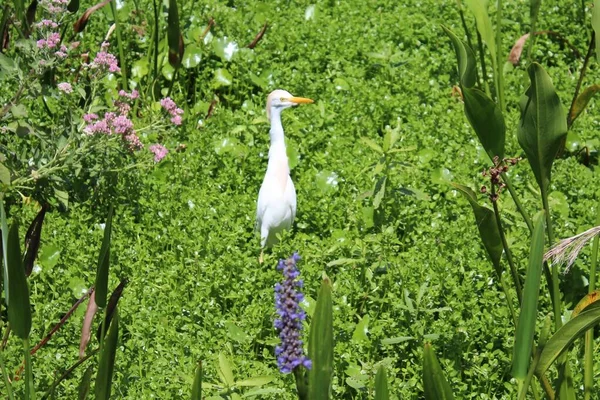 Angry white cattle egret in the swamp.