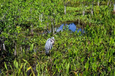 Wurdemann 'ın bataklıktaki büyük mavi balıkçıl kuşu