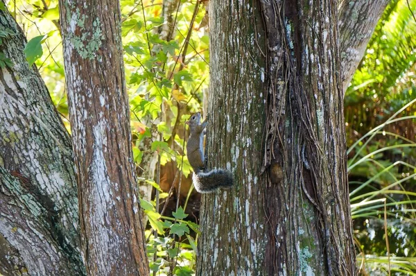 Squirrel climbs in tree in Florida swamp