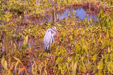 Wurdemann 'ın bataklıktaki büyük mavi balıkçıl kuşu