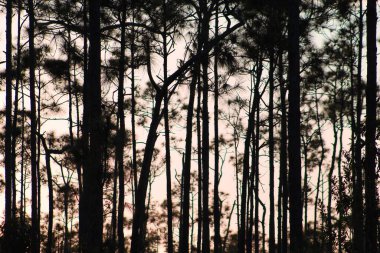 Everglades 'teki çam ağaçlarının arasından gün batımı silueti.