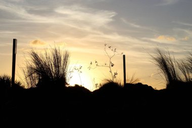 Bataklık bitkilerinin silueti ve büyük turuncu bir güneş.
