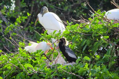 Bebek Anhinga annesiyle bir yuvada.