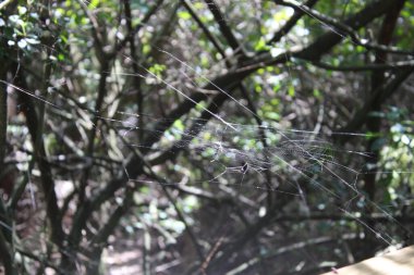 Leucauge argyra örümceği aynı zamanda Florida 'daki bir bataklıkta Orchard Orb Weaver olarak da bilinir.