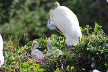 Yavru kuşlar anneleriyle ağaçta..