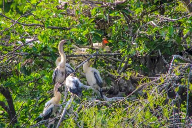 Bir dala tünemiş bataklık kuşu