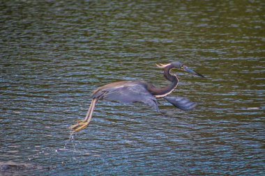Bataklıkta küçük mavi balıkçıl.