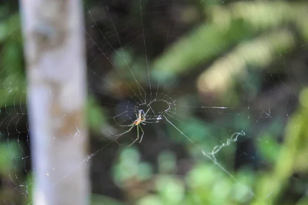 Orb weaver spider catches bugs in its web