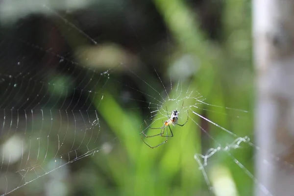 Orb weaver spider catches bugs in its web