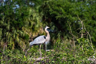 Balıkçıl bataklıkta bir ağaçta duruyor..