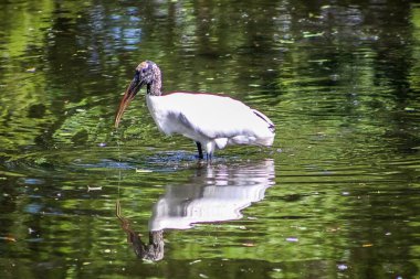 Büyük beyaz leylek bataklıkta yürüyor.