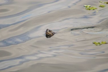 Kaplumbağanın burnu dışarı çıkar.