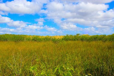 Everglades 'teki çimen nehri