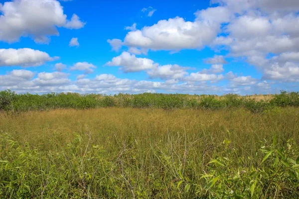 Banken Een Promenade Everglades — Stockfoto