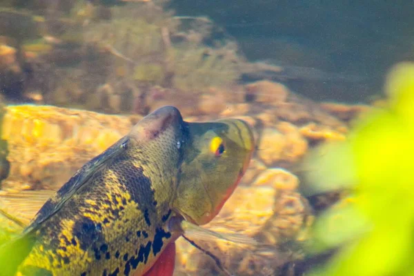 Fisk Som Simmar Everglades Nationalpark — Stockfoto