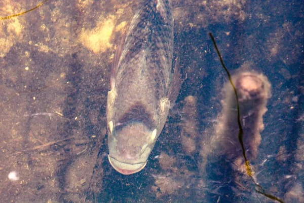 Poissons Nageant Dans Parc National Des Everglades — Photo