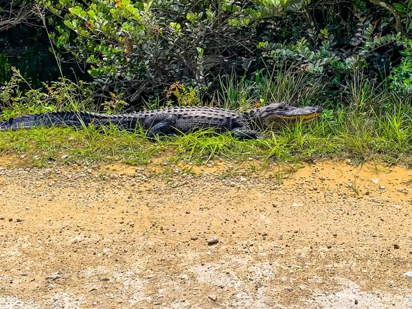 Alligator warms up on the Scenic Loop Road in Everglades.