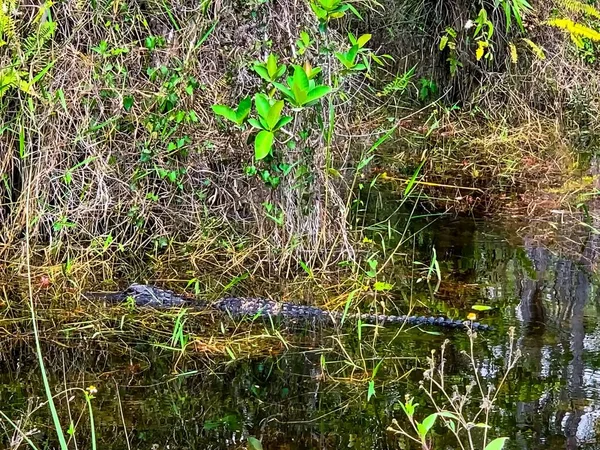 Cocodrilo Escondido Parque Nacional Everglades —  Fotos de Stock