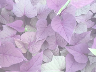 Aşk sarmaşığında bulunan kalp geçmişi.