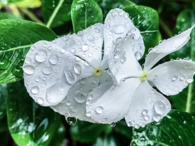 Bahçedeki beyaz çiçeklere yağmur damlaları