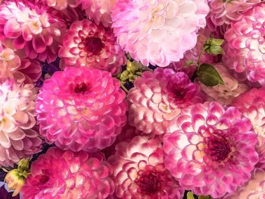 Bir buket pembe zinya (Zinnia elegans)))