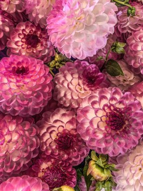 Çiçeklerin odak noktasındaki yakın plan fotoğrafı