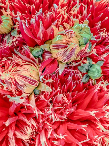 Tüskés Vörös Zöld Virágok — Stock Fotó