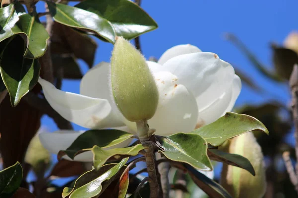 Knospe Und Blume Der Südlichen Magnolie — Stockfoto