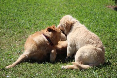 Anne ve köpek arka bahçenin çimlerinde güreşiyor..