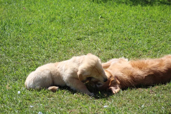 Chiot Maman Luttent Dans Herbe Cour Arrière — Photo