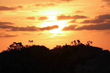 Güney Florida 'daki bataklıkta pembe ve turuncu güneş doğuyor..