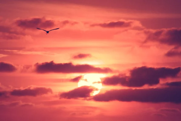 Güney Florida Daki Bataklıkta Pembe Turuncu Güneş Doğuyor — Stok fotoğraf