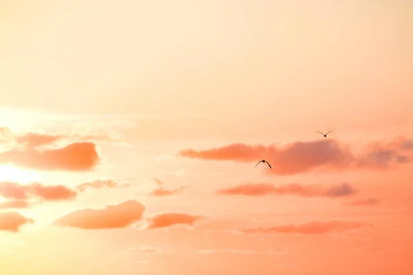 Pink and orange sunrise over the swamp in South Florida.