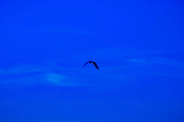 夏の日の出の空を飛んで拡大翼を持つ鳥の黒いシルエット — ストック写真