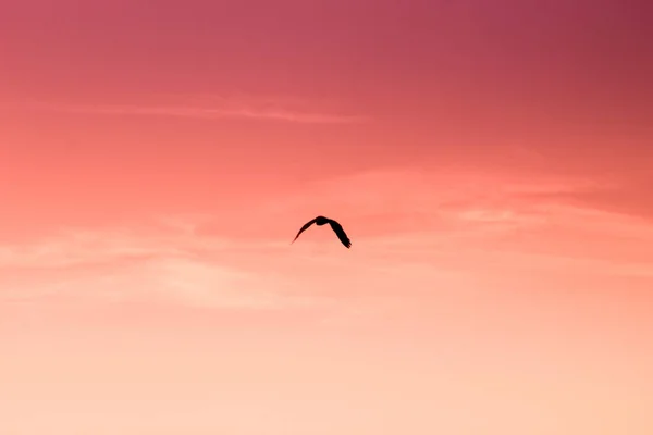 夏の日の出の空を飛んで拡大翼を持つ鳥の黒いシルエット — ストック写真