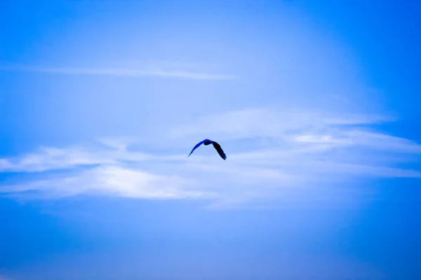 Silhueta Preta Pássaro Com Asas Expandidas Voando Céu Nascer Sol — Fotografia de Stock