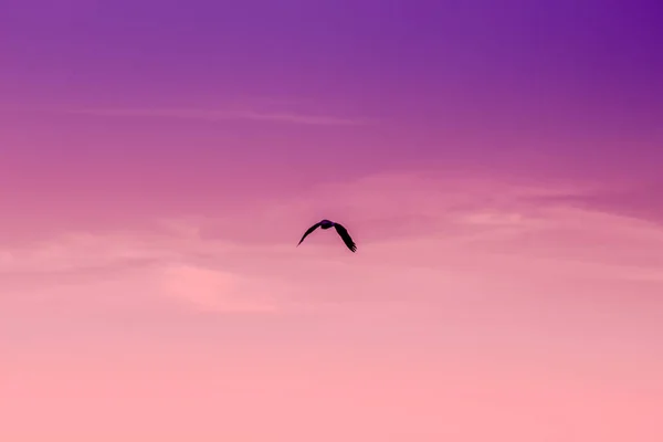 Černá Silueta Ptáka Křídly Rozšířené Létání Létě Východ Slunce Oblohy — Stock fotografie