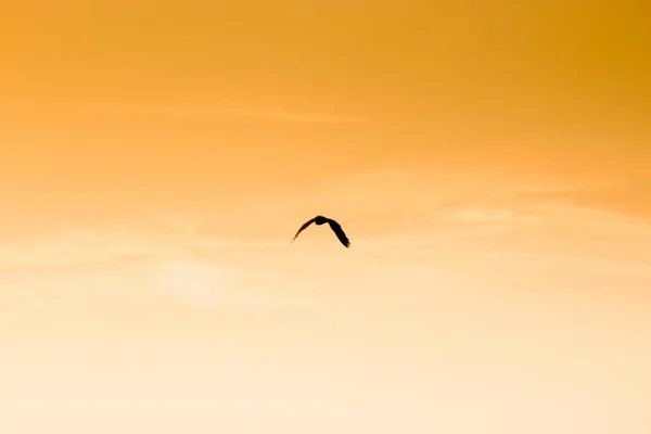夏の日の出の空を飛んで拡大翼を持つ鳥の黒いシルエット — ストック写真