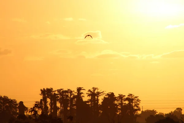 Black silhouette of bird with wings expanded flying in the summer sunrise sky.