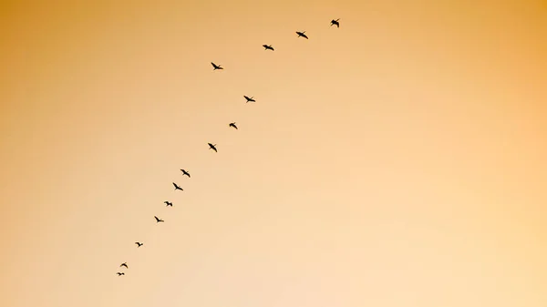 夏の日の出の空を飛んで拡大翼を持つ鳥の黒いシルエット — ストック写真