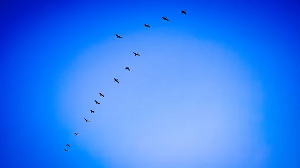 Kanatlı Kara Kuş Silueti Genişledi Yaz Gündoğumu Gökyüzünde Uçarak — Stok fotoğraf