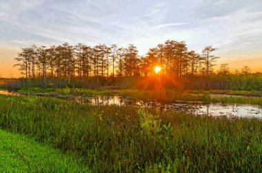 Bataklıkta bataklık günbatımı manzarası