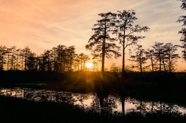 reflections of a sunset in the Florida swamps clipart