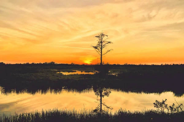 Reflejos Una Puesta Sol Los Pantanos Florida — Foto de Stock