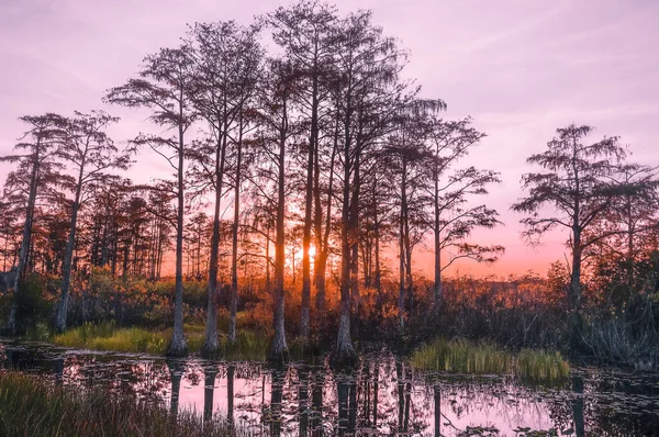 Reflejos Una Puesta Sol Los Pantanos Florida — Foto de Stock