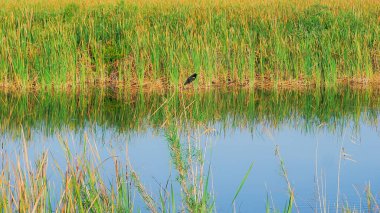Arthur R. Marshall Loxahatchee Ulusal Vahşi Yaşam Sığınağı 'nda çimen nehri.